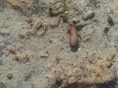 Phascolosoma annulatum