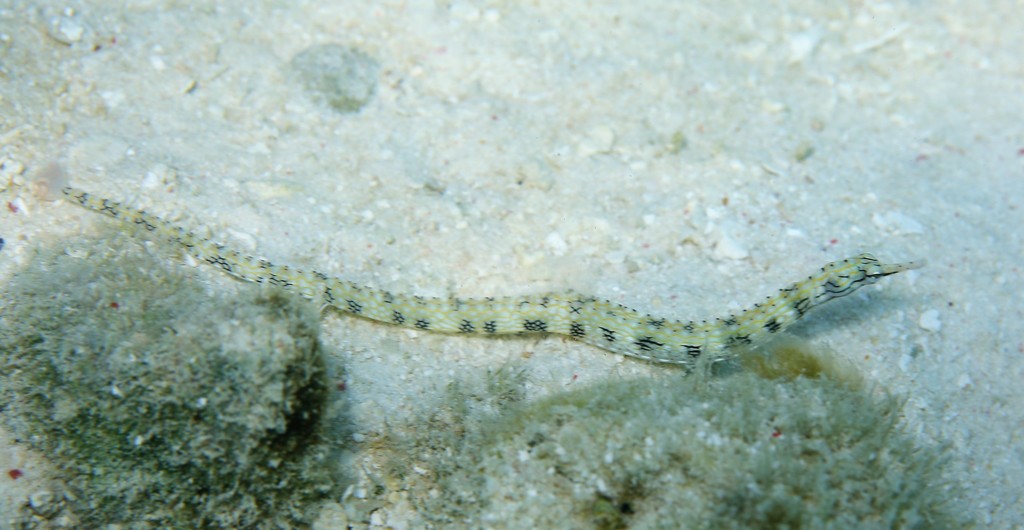Messmate Pipefish from Heron Island, Queensland 4805, Australia on