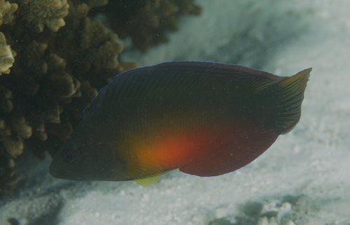 Queensland dottyback (Ogilbyina queenslandiae) — Pseudochromidae — 5