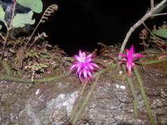 Aporocactus flagelliformis