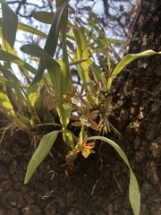 Prosthechea squalida
