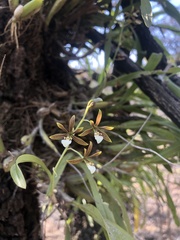 Prosthechea squalida