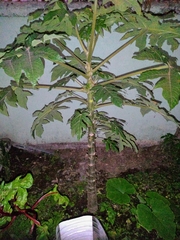 Carica papaya
