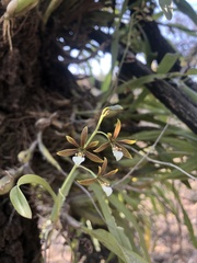 Prosthechea squalida