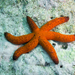 Luzon Sea Star - Photo (c) David R, some rights reserved (CC BY-NC), uploaded by David R