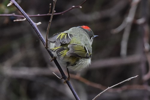 Ruby-crowned Kinglet photographed in Massachusetts