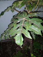 Carica papaya