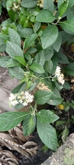Gymnanthemum amygdalinum