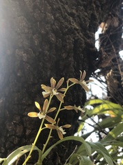 Prosthechea squalida