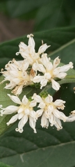 Gymnanthemum amygdalinum