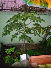 Carica papaya