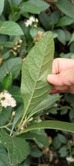 Gymnanthemum amygdalinum