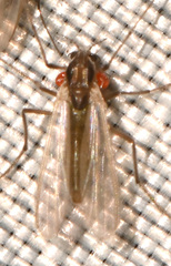 Tanytarsus