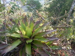 Werauhia werckleana