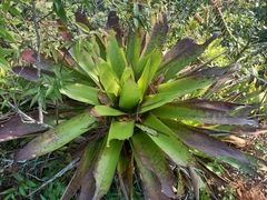 Werauhia werckleana