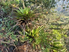 Werauhia werckleana