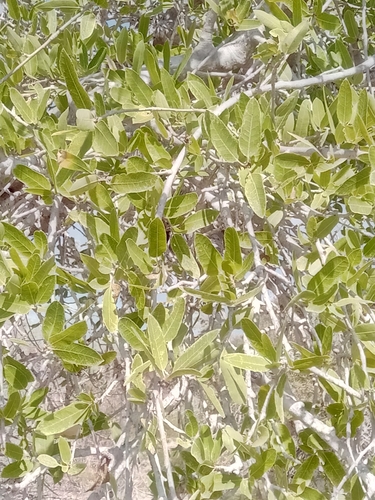 Commiphora lamii H.Perrier 3