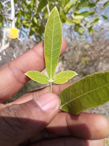 Commiphora lamii H.Perrier 2