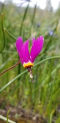 Primula poetica