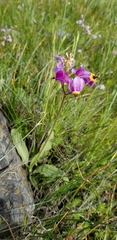 Primula poetica