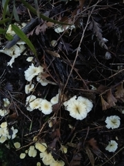 Cantharellus wellingtonensis image