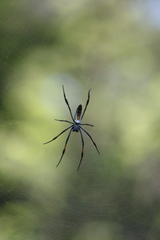 Trichonephila inaurata madagascariensis