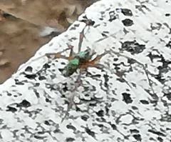 Philodromus aureolus