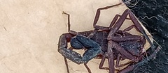 Tityus antioquensis