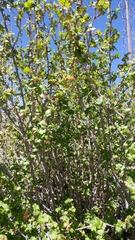 Ribes pinetorum