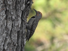 Colaptes auratus mexicanoides