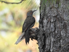 Colaptes auratus mexicanoides