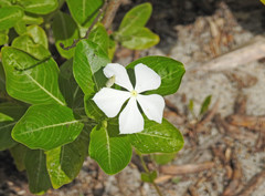 Catharanthus roseus image