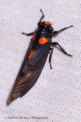 Huechys sanguinea