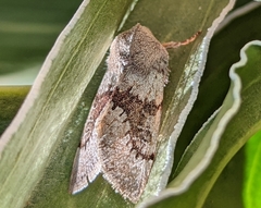 Orthosia pulchella