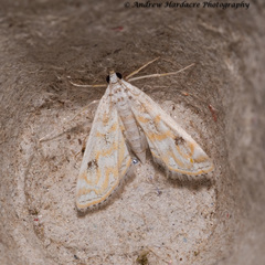 Parapoynx diminutalis