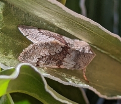 Orthosia pulchella