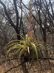 Tillandsia bourgaei