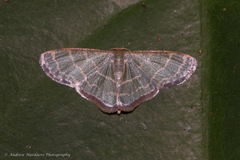 Lophophleps triangularis