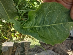 Beta vulgaris
