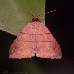 Plecoptera luteiceps