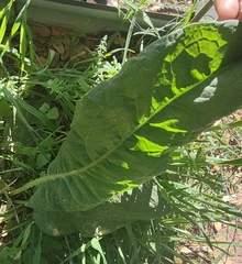 Beta vulgaris