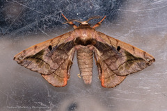 Prismosticta microprisma