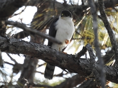 Accipiter striatus chionogaster
