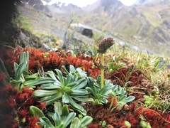 Valeriana globularis