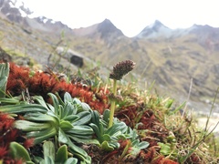 Valeriana globularis