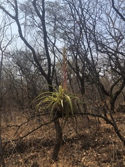 Tillandsia bourgaei