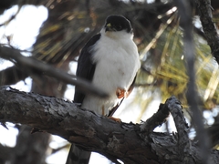 Accipiter striatus chionogaster