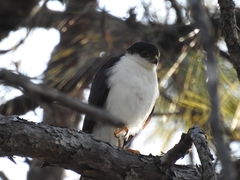 Accipiter striatus chionogaster