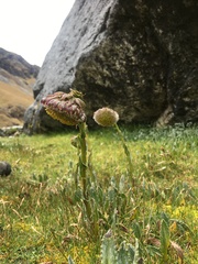 Senecio serratifolius