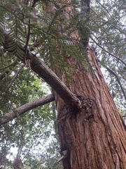 Sequoia